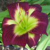 Hemerocallis Night Beacon